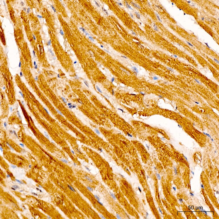 Immunohistochemistry - Anti-IRF3 Antibody (A329542) - Antibodies.com