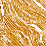 Immunohistochemistry - Anti-IRF3 Antibody (A329542) - Antibodies.com