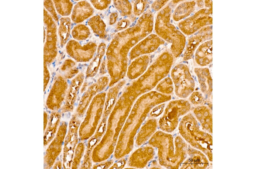 Immunohistochemistry - Anti-IRF3 Antibody (A329542) - Antibodies.com