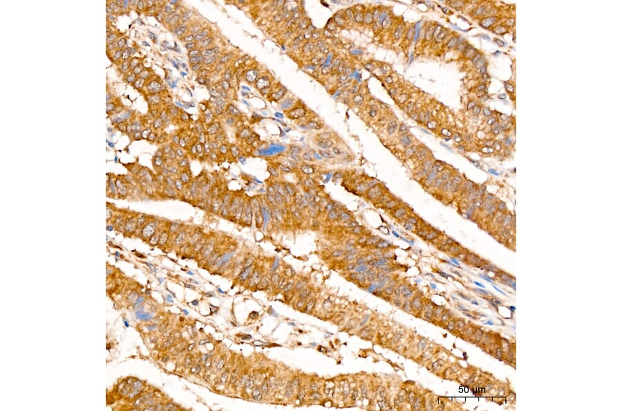 Immunohistochemistry - Anti-IRF3 Antibody (A329542) - Antibodies.com