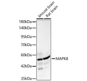 Western Blot - Anti-JNK1 Antibody (A329546) - Antibodies.com