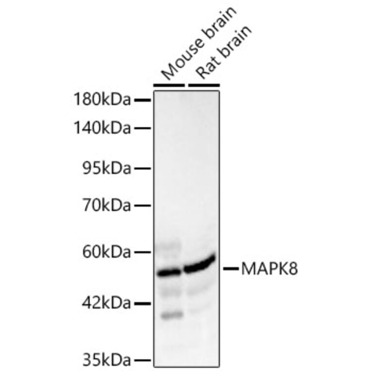Western Blot - Anti-JNK1 Antibody (A329546) - Antibodies.com