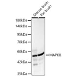 Western Blot - Anti-JNK1 Antibody (A329546) - Antibodies.com