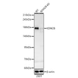Western Blot - Anti-KDM2B Antibody (A329548) - Antibodies.com