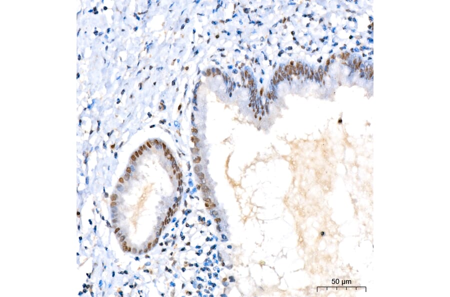 Immunohistochemistry - Anti-KIAA1456 Antibody (A329550) - Antibodies.com
