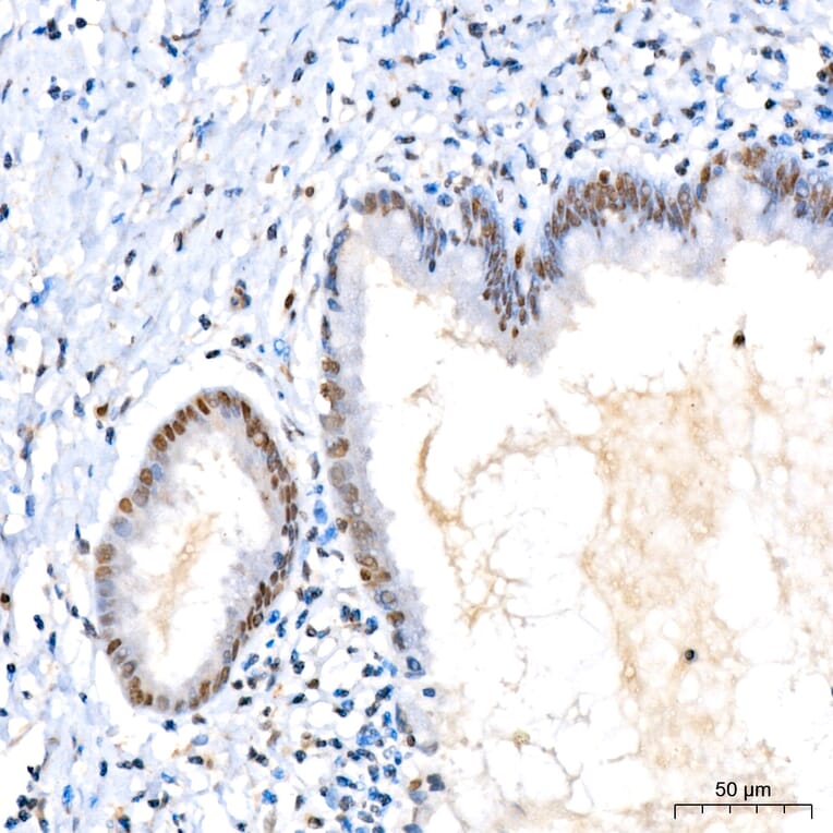 Immunohistochemistry - Anti-KIAA1456 Antibody (A329550) - Antibodies.com