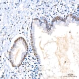 Immunohistochemistry - Anti-KIAA1456 Antibody (A329550) - Antibodies.com