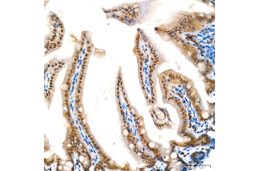 Immunohistochemistry - Anti-KIAA1456 Antibody (A329550) - Antibodies.com