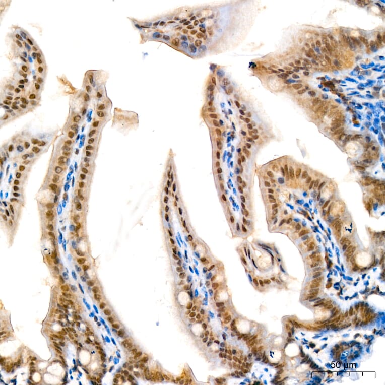 Immunohistochemistry - Anti-KIAA1456 Antibody (A329550) - Antibodies.com