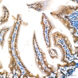 Immunohistochemistry - Anti-KIAA1456 Antibody (A329550) - Antibodies.com