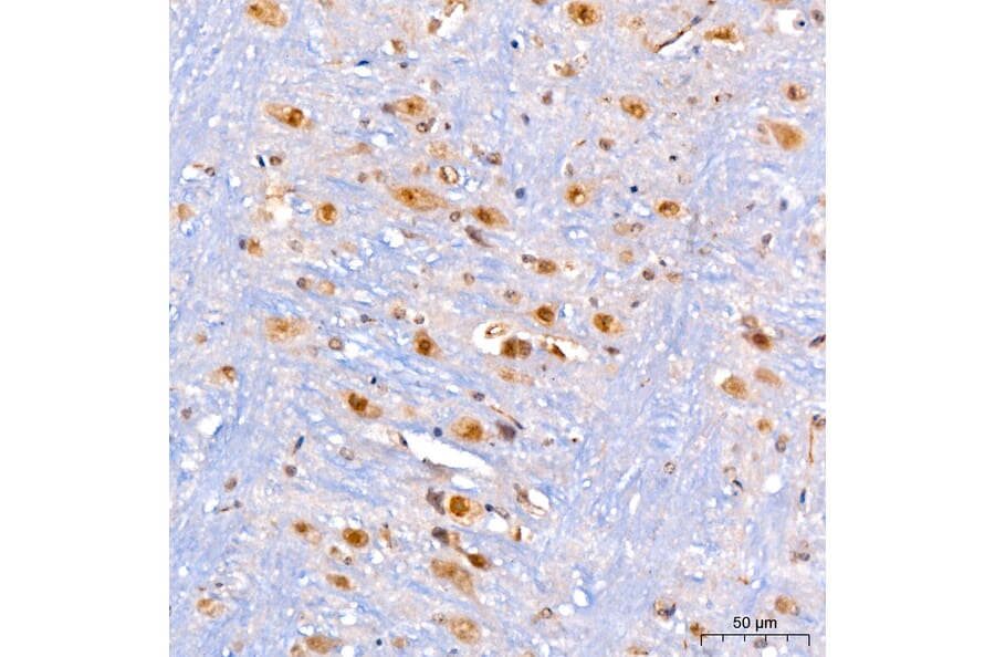 Immunohistochemistry - Anti-KIAA1456 Antibody (A329550) - Antibodies.com