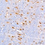 Immunohistochemistry - Anti-KIAA1456 Antibody (A329550) - Antibodies.com