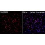 Immunofluorescence - Anti-KIAA1456 Antibody (A329550) - Antibodies.com