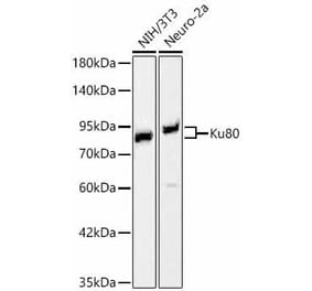 Western Blot - Anti-Ku80 Antibody (A329552) - Antibodies.com
