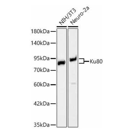 Western Blot - Anti-Ku80 Antibody (A329552) - Antibodies.com