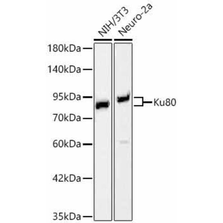 Western Blot - Anti-Ku80 Antibody (A329552) - Antibodies.com