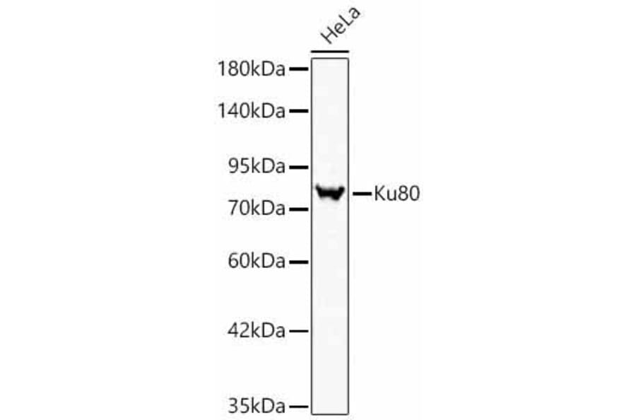 Western Blot - Anti-Ku80 Antibody (A329552) - Antibodies.com