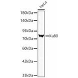 Western Blot - Anti-Ku80 Antibody (A329552) - Antibodies.com