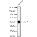 Western Blot - Anti-LACTB Antibody (A329554) - Antibodies.com