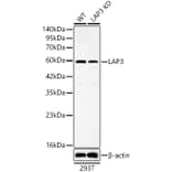 Western Blot - Anti-LAP3 Antibody (A329558) - Antibodies.com