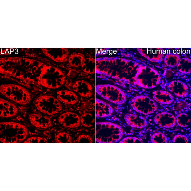 Immunofluorescence - Anti-LAP3 Antibody (A329558) - Antibodies.com