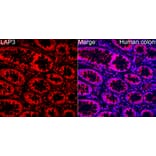 Immunofluorescence - Anti-LAP3 Antibody (A329558) - Antibodies.com