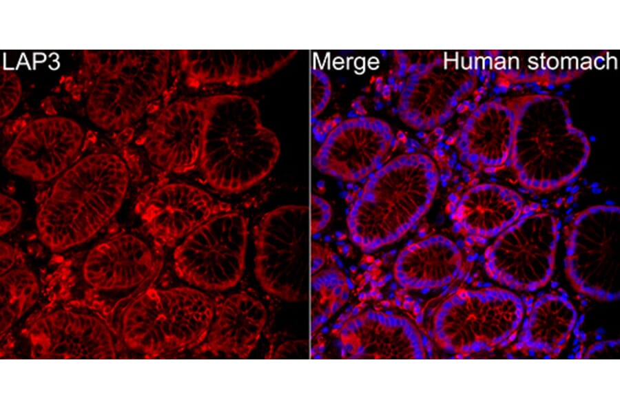 Immunofluorescence - Anti-LAP3 Antibody (A329558) - Antibodies.com