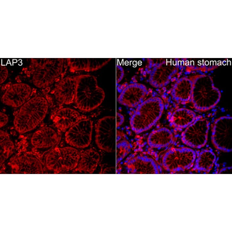Immunofluorescence - Anti-LAP3 Antibody (A329558) - Antibodies.com