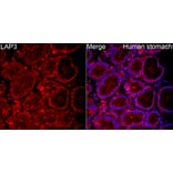 Immunofluorescence - Anti-LAP3 Antibody (A329558) - Antibodies.com