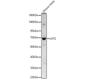 Western Blot - Anti-LAT2 Antibody (A329559) - Antibodies.com