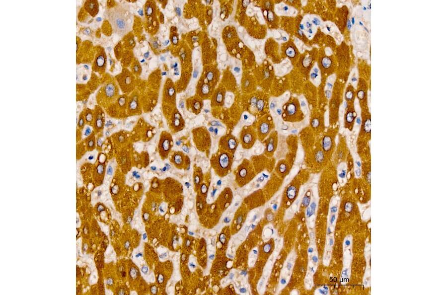 Immunohistochemistry - Anti-LAT2 Antibody (A329559) - Antibodies.com
