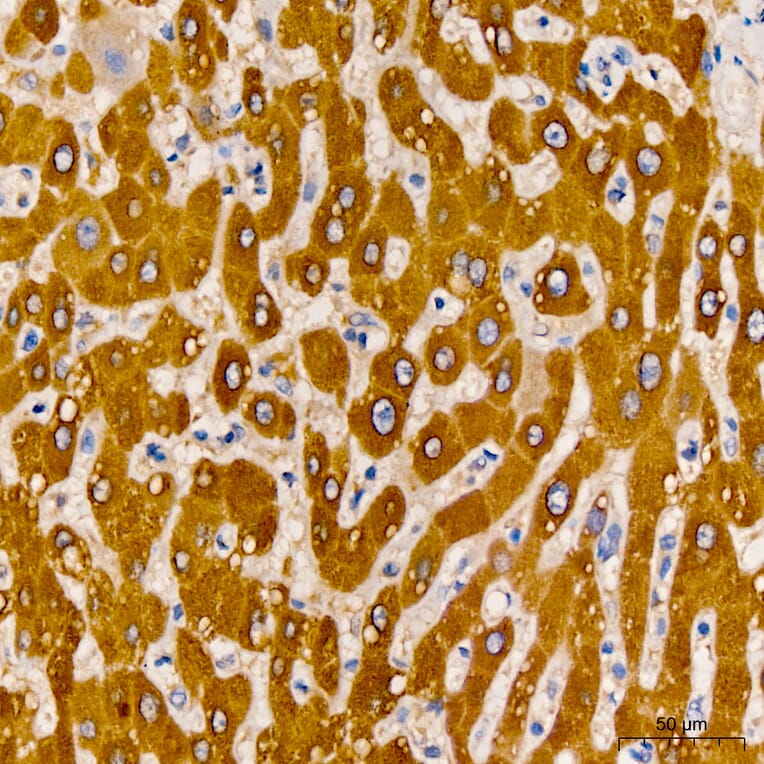 Immunohistochemistry - Anti-LAT2 Antibody (A329559) - Antibodies.com