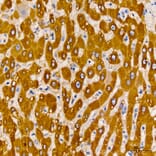 Immunohistochemistry - Anti-LAT2 Antibody (A329559) - Antibodies.com