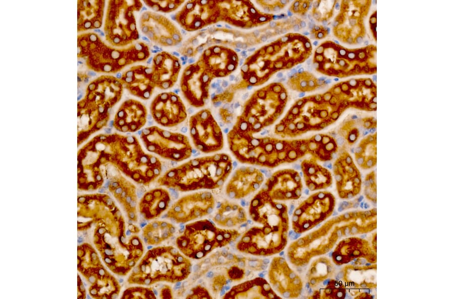 Immunohistochemistry - Anti-LAT2 Antibody (A329559) - Antibodies.com