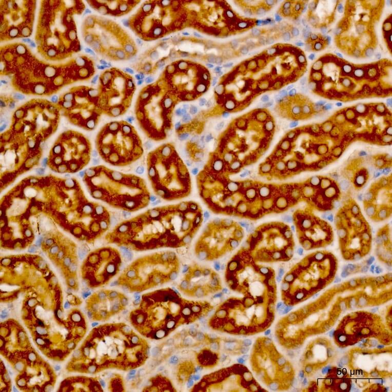 Immunohistochemistry - Anti-LAT2 Antibody (A329559) - Antibodies.com