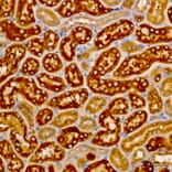 Immunohistochemistry - Anti-LAT2 Antibody (A329559) - Antibodies.com