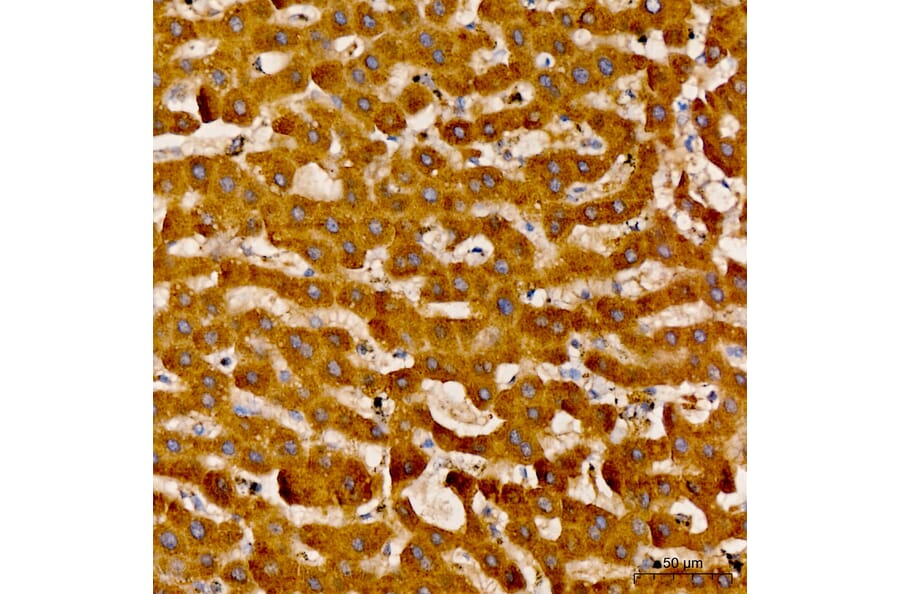 Immunohistochemistry - Anti-LAT2 Antibody (A329559) - Antibodies.com