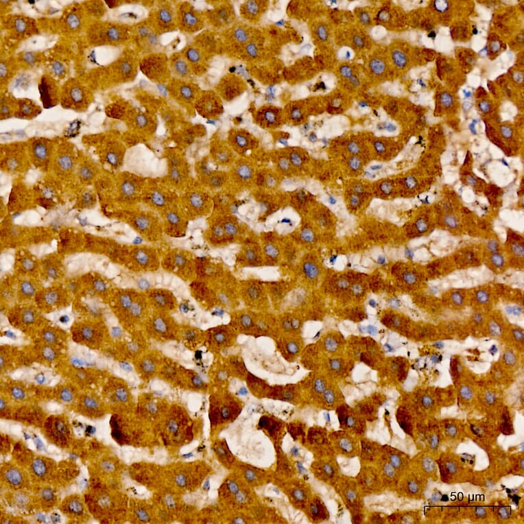 Immunohistochemistry - Anti-LAT2 Antibody (A329559) - Antibodies.com