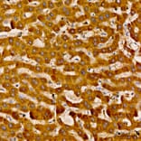 Immunohistochemistry - Anti-LAT2 Antibody (A329559) - Antibodies.com