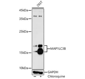 Western Blot - Anti-LC3B Antibody (A329560) - Antibodies.com