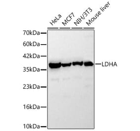 Western Blot - Anti-LDHA Antibody (A329561) - Antibodies.com