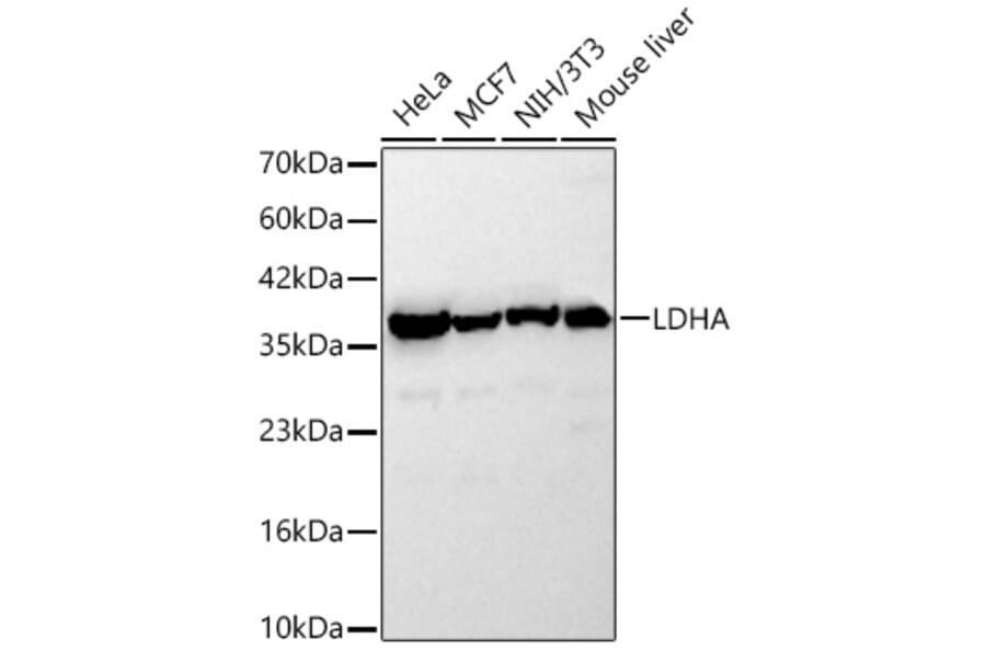 Western Blot - Anti-LDHA Antibody (A329561) - Antibodies.com