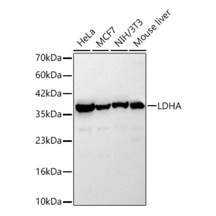 Western Blot - Anti-LDHA Antibody (A329561) - Antibodies.com