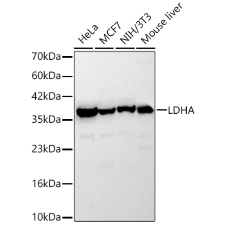 Western Blot - Anti-LDHA Antibody (A329561) - Antibodies.com