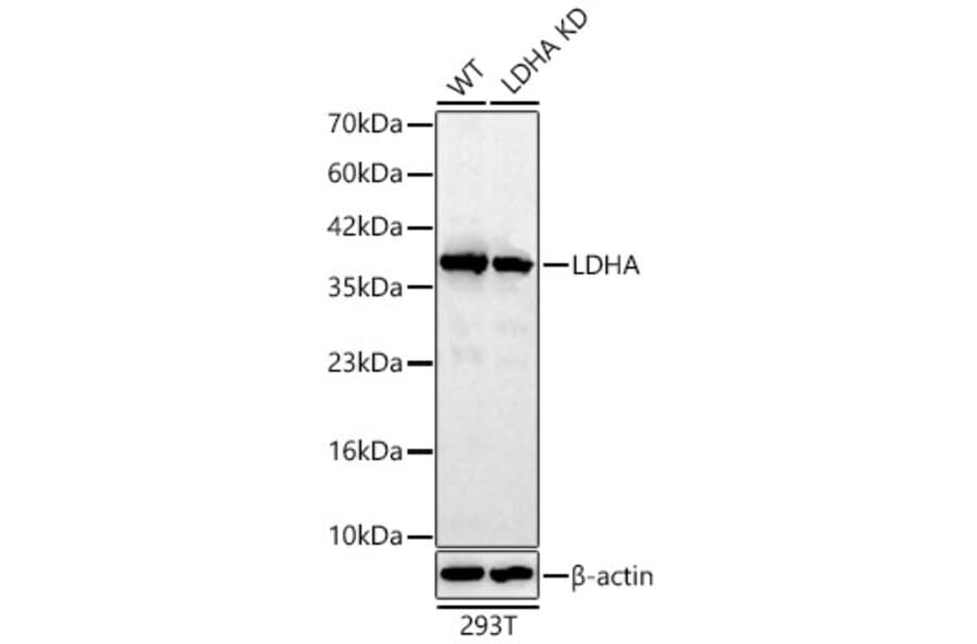 Western Blot - Anti-LDHA Antibody (A329561) - Antibodies.com