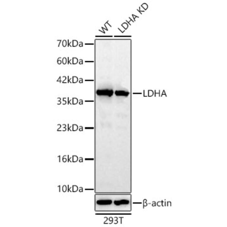 Western Blot - Anti-LDHA Antibody (A329561) - Antibodies.com