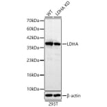 Western Blot - Anti-LDHA Antibody (A329561) - Antibodies.com