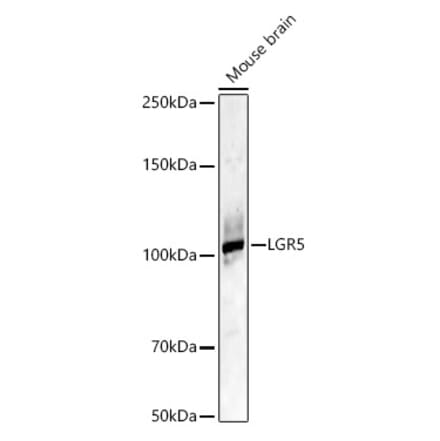 Western Blot - Anti-LGR5 Antibody (A329565) - Antibodies.com