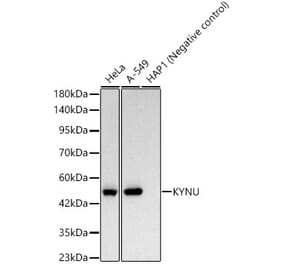 Western Blot - Anti-L-Kynurenine Hydrolase Antibody [ARC62786] (A329571) - Antibodies.com
