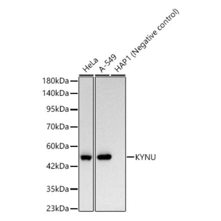 Western Blot - Anti-L-Kynurenine Hydrolase Antibody [ARC62786] (A329571) - Antibodies.com